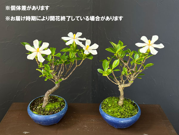 鉢植え クチナシ（花、ガーデニング）の商品一覧 通販 - Yahoo