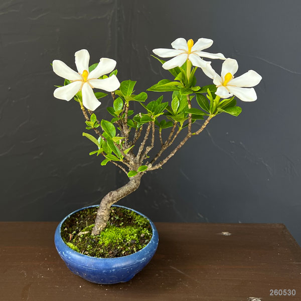 鉢植え クチナシ（花、ガーデニング）のおすすめ人気商品一覧 通販