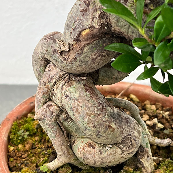 鉢植え クチナシ（花、ガーデニング）のおすすめ人気商品一覧 通販