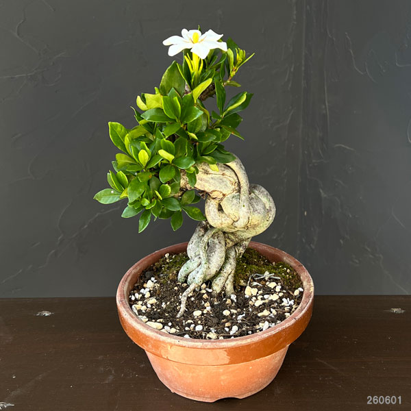 鉢植え クチナシ（花、ガーデニング）の商品一覧 通販 - Yahoo