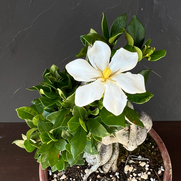 鉢植え クチナシ（花、ガーデニング）のおすすめ人気商品一覧 通販