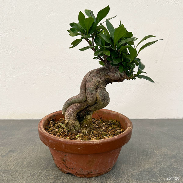 クチナシ　くちなし　盆栽　５号陶器鉢つき　幹太❗　② クチナシ 鉢植えの商品一覧 通販 - Yahoo!ショッピング