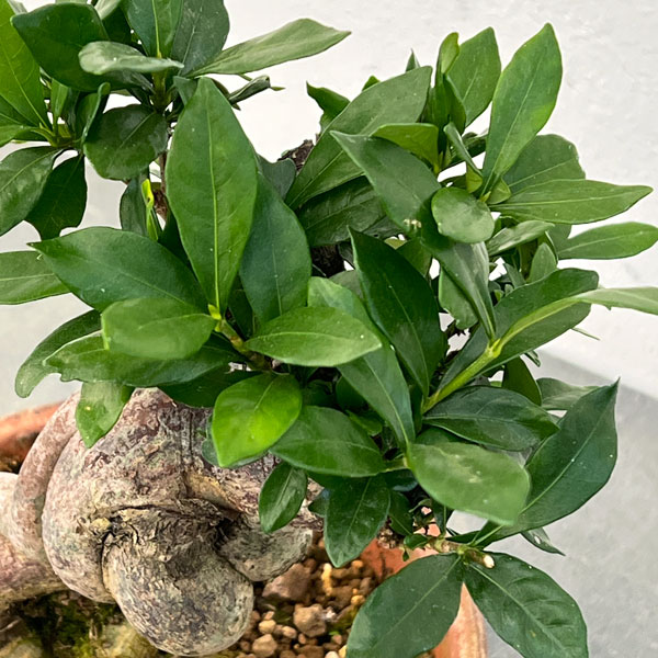 鉢植え クチナシ（花、ガーデニング）の商品一覧 通販 - Yahoo