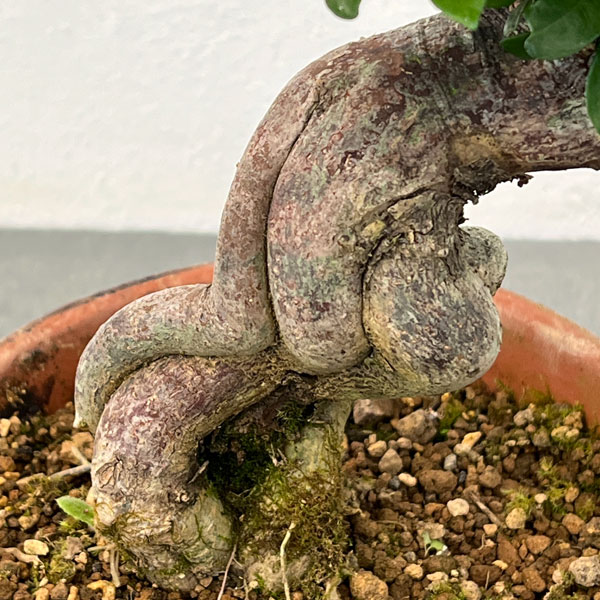 クチナシ　盆栽　6号陶器鉢つき　超幹太❗大樹のような風格❗　② 鉢植え クチナシ（花、ガーデニング）のおすすめ人気商品一覧 通販