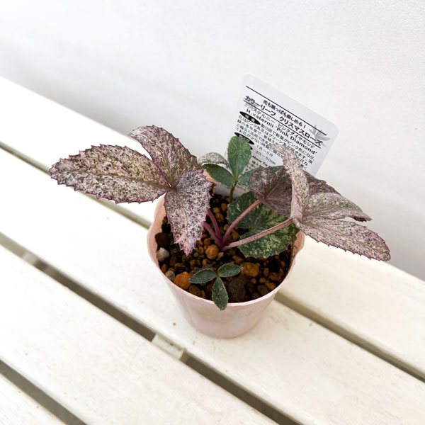 松村ナーセリーさんのクリスマスローズ（原種系） ステルニー ピンク