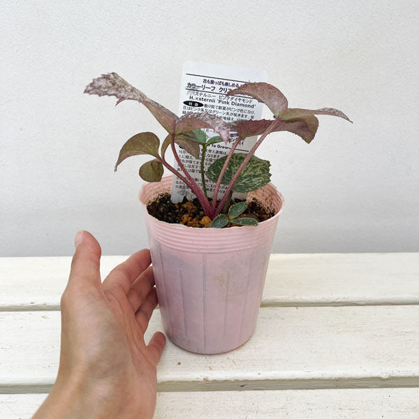 ピンクローズ様 松村ナーセリーさんのクリスマスローズ（原種系） ステルニー ピンク