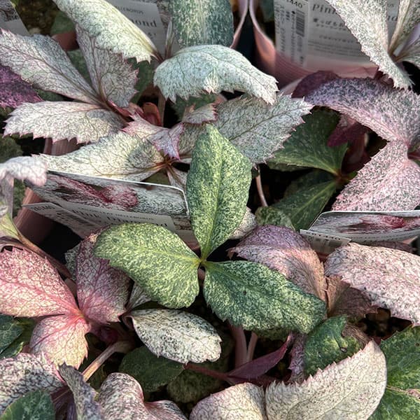 松村ナーセリーさんのクリスマスローズ（原種系） ステルニー ピンク