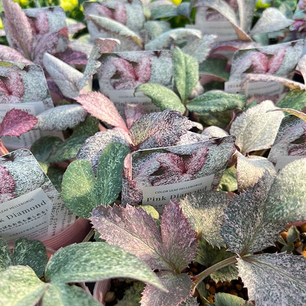 クリスマスローズ 開花株 ピンクのおすすめ人気商品一覧 通販 - Yahoo