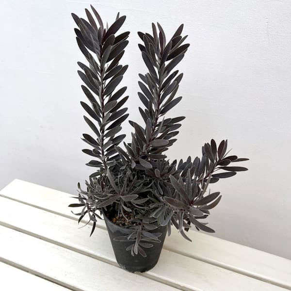 リューカデンドロンのおすすめ人気商品一覧 通販 - Yahoo!ショッピング