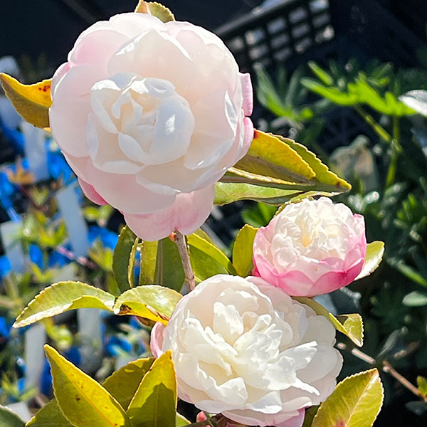 山茶花 朝倉のおすすめ人気商品一覧 通販 - Yahoo!ショッピング