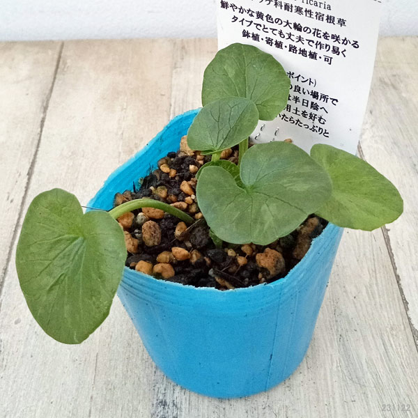 山野草の苗 リュウキンカ 姫リュウキンカ3号ポットの詳細画像1