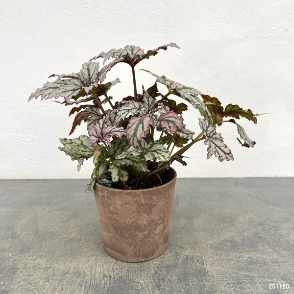 ベゴニア（観葉植物） | 花、ガーデニング の商品一覧 通販 - Yahoo