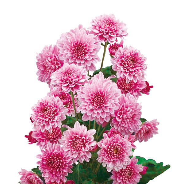 スプレー菊（花の苗）｜苗 | 花、ガーデニング のおすすめ人気商品一覧