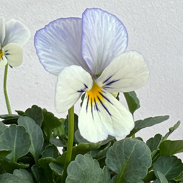 ビオラ 新品種のおすすめ人気商品一覧 通販 - Yahoo!ショッピング