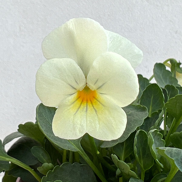 ビオラ 新品種のおすすめ人気商品一覧 通販 - Yahoo!ショッピング