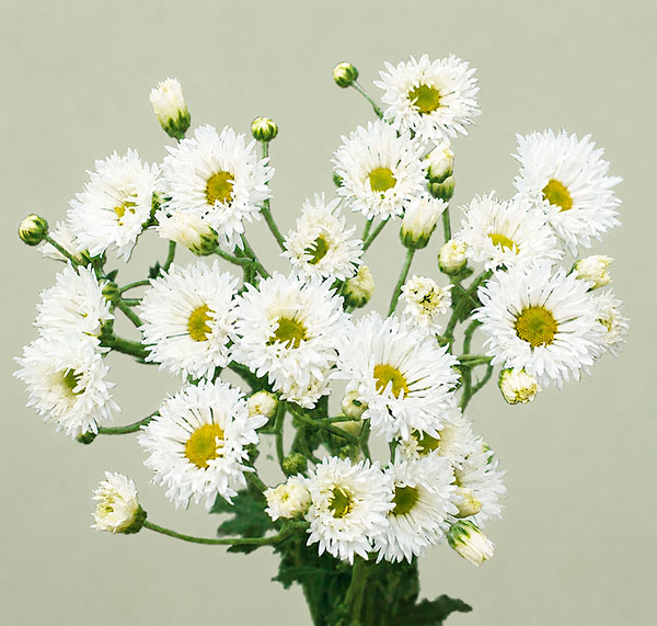 菊の花 花壇（苗） | 花、ガーデニング の商品一覧 通販 - Yahoo