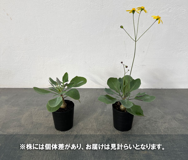オトンナのおすすめ人気商品一覧 通販 - Yahoo!ショッピング