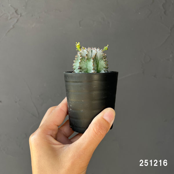 観葉植物 ユーフォルビア ホリダ(白タイプ)2...の詳細画像1