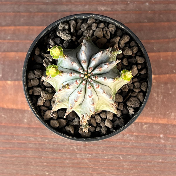 観葉植物 ユーフォルビア ホリダ(白タイプ)2...の詳細画像2