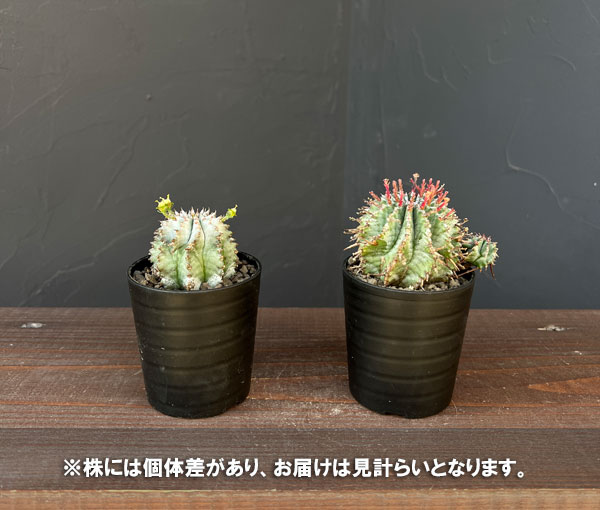 観葉植物 ユーフォルビア ホリダ(白タイプ)2...の詳細画像4