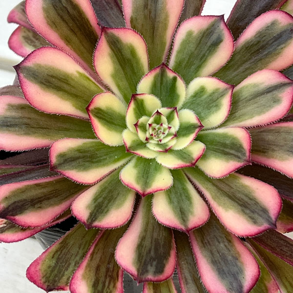 アエオニウム 綴化のおすすめ人気商品一覧 通販 - Yahoo!ショッピング