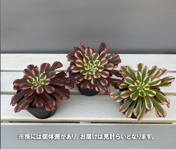 アエオニウム 綴化のおすすめ人気商品一覧 通販 - Yahoo!ショッピング