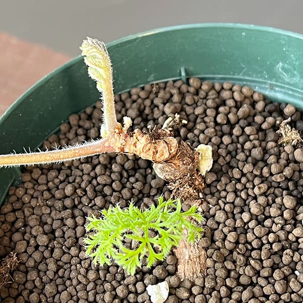 チランジア ストラミネア（観葉植物） | 花、ガーデニング のおすすめ