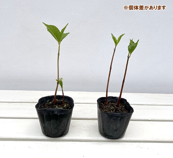 山野草の苗 フタリシズカ(二人静) 3号ポットの詳細画像2