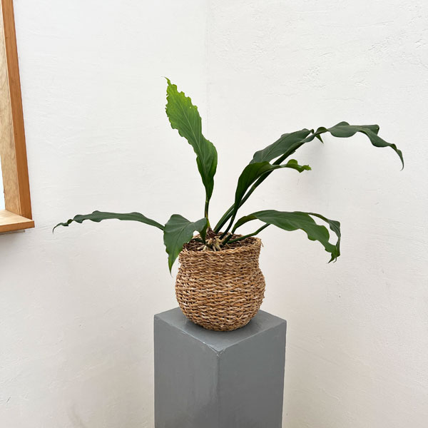 アンスリウム フーケリー（観葉植物） | 花、ガーデニング のおすすめ