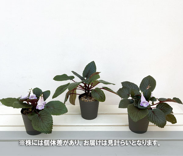 シンニンギアのおすすめ人気商品一覧 通販 - Yahoo!ショッピング