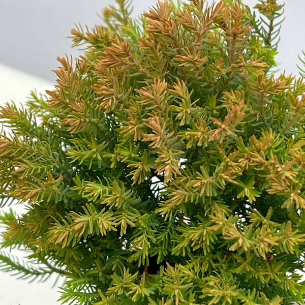 庭木 ヒバ（コニファー、針葉樹）｜苗木、植木 | 花、ガーデニング の