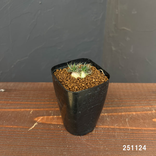 観葉植物 オーニソガラム サルディエミー 2....の詳細画像4