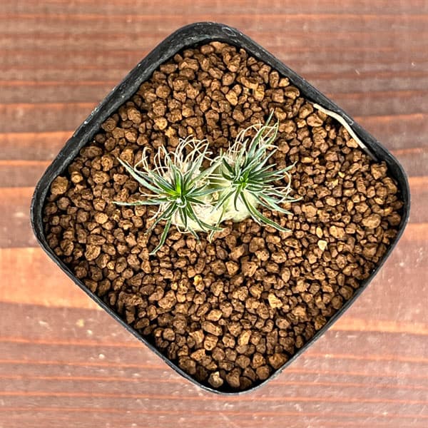 観葉植物 オーニソガラム サルディエミー 2....の詳細画像1