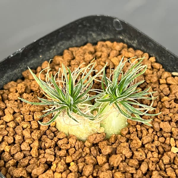 観葉植物 オーニソガラム サルディエミー 2....の詳細画像2