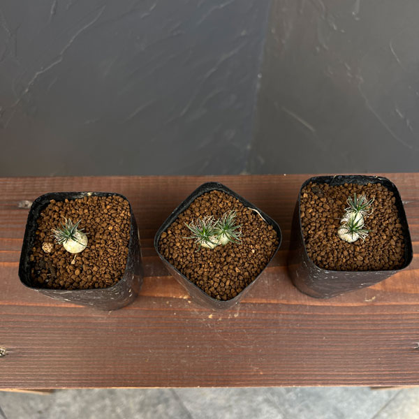 観葉植物 オーニソガラム サルディエミー 2....の詳細画像3