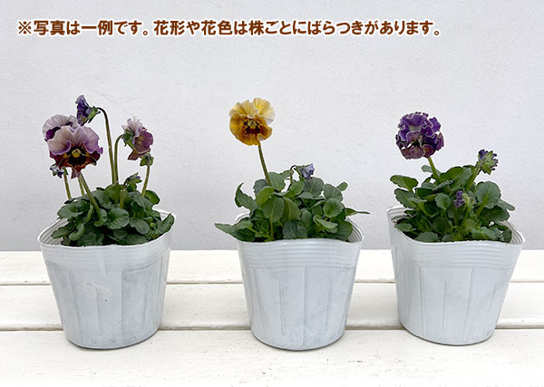 草花の苗 パンジー フェデネージュ ボンソワーレ3-3.5号ポット 3株