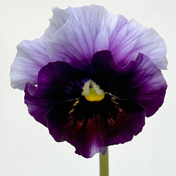 草花の苗 パンジー フェデネージュ ボンソワーレ3-3.5号ポット 3株