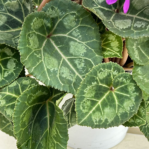 シクラメン 万重咲きローゼスブルー枝垂れ咲き ＊希少＊ 楽天市場】万