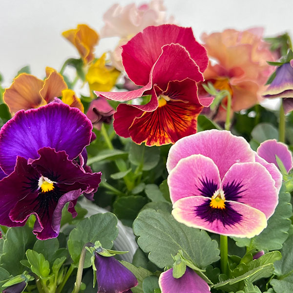 フリルパンジーのおすすめ人気商品一覧 通販 - Yahoo!ショッピング