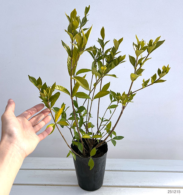 花木 庭木の苗 クチナシ 四季咲きクチナシ4....の詳細画像2