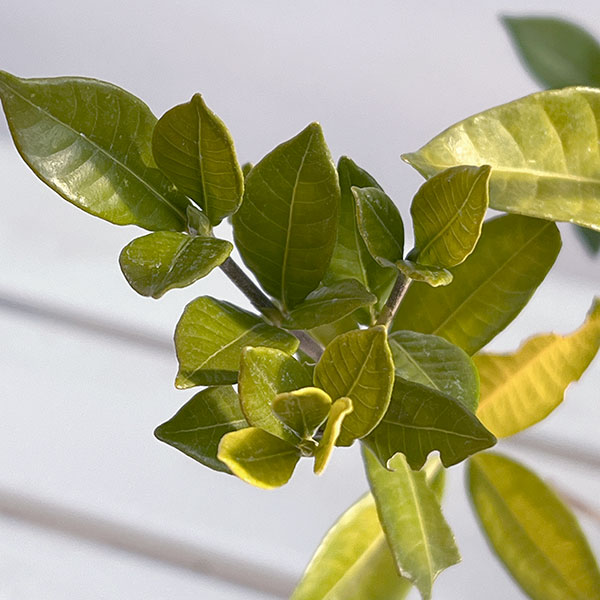 花木 庭木の苗 クチナシ 四季咲きクチナシ4....の詳細画像3