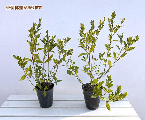 花木 庭木の苗 クチナシ 四季咲きクチナシ4....の詳細画像4