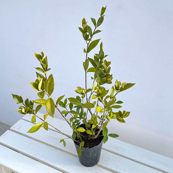 花木 庭木の苗 クチナシ 四季咲きクチナシ4....の詳細画像1