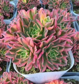 観葉植物 アエオニウム テンチャニシキ(多頭タ...の詳細画像1