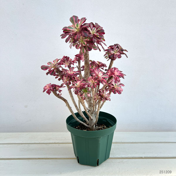 観葉植物 アエオニウム シャネル 5.5号ポット : 園芸ネット - 通販