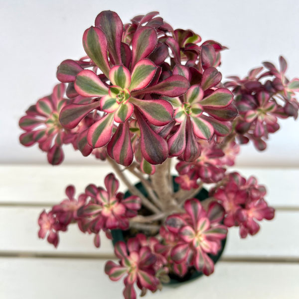 観葉植物 アエオニウム シャネル 5.5号ポット : 園芸ネット - 通販