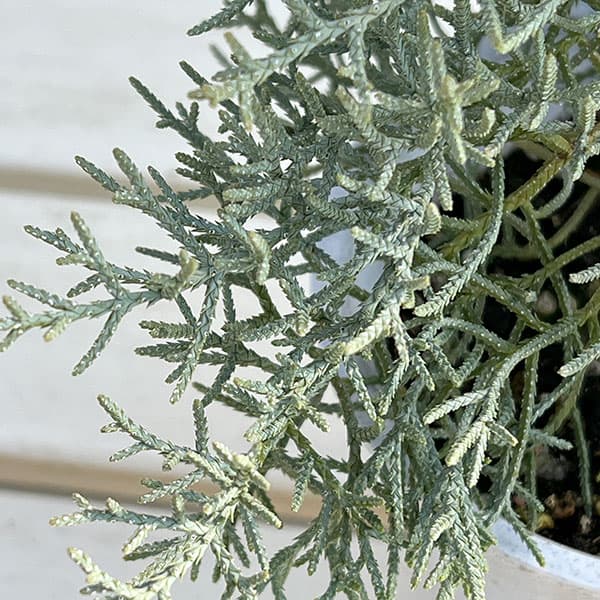 コニファー ブルーアイスのおすすめ人気商品一覧 通販 - Yahoo