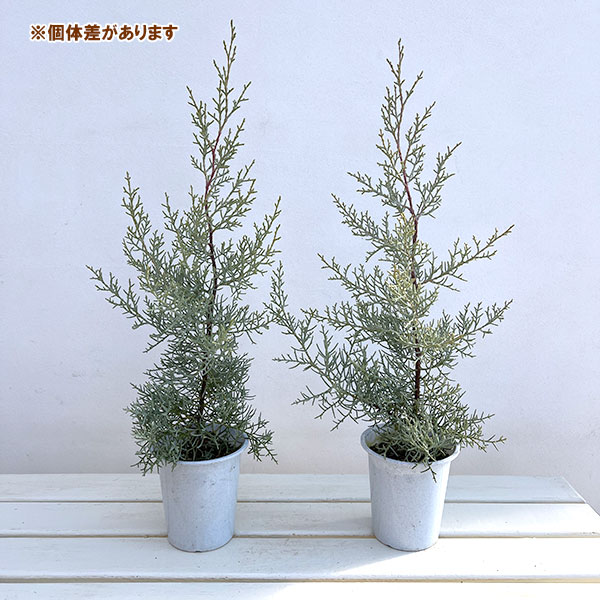 コニファーブルーアイスのおすすめ人気商品一覧 通販 - Yahoo!ショッピング