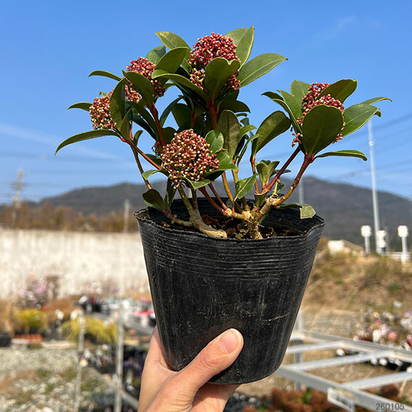 スキミアのおすすめ人気商品一覧 通販 - Yahoo!ショッピング