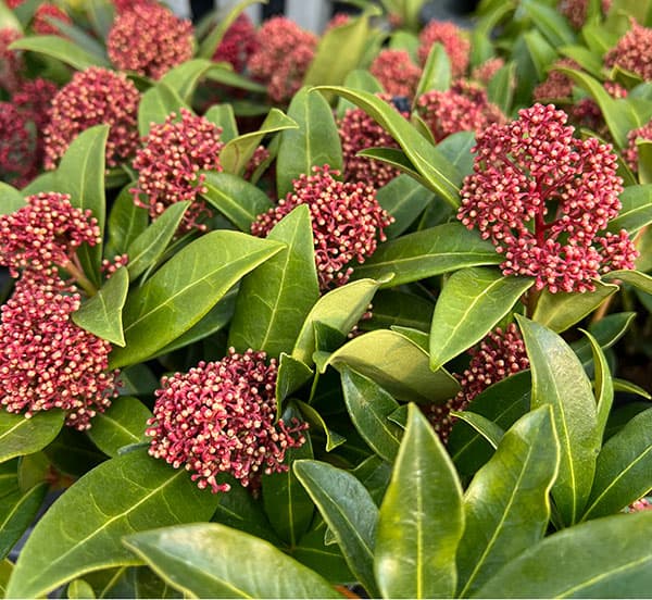 ぐっどな毎日様 リクエスト 2点 まとめ　スキミア　ペローサ　マジックマルロー ぐっどな毎日様 リクエスト 2点 まとめ スキミア ペローサ マジック